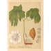 Medicinal Plants Pl110 - Charles Frederick Millspaugh — artwork view