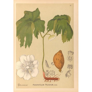 Medicinal Plants Pl110 - Charles Frederick Millspaugh — artwork view