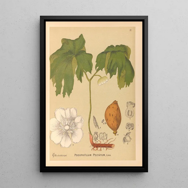 Medicinal Plants Pl110 - Charles Frederick Millspaugh — framed artwork on a wall