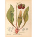 Medicinal Plants Painting Pl112 - Charles Frederick Millspaugh — artwork view