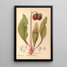 Medicinal Plants Painting Pl112 - Charles Frederick Millspaugh — framed artwork on a wall