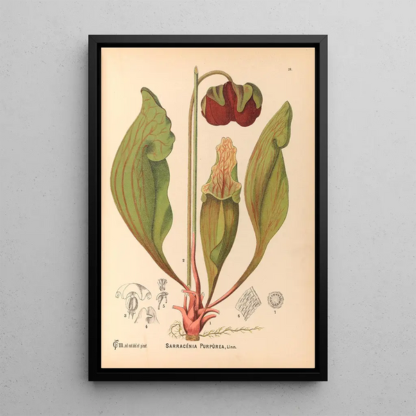 Medicinal Plants Painting Pl112 - Charles Frederick Millspaugh — framed artwork on a wall