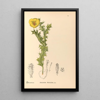 Reproduction of the painting Medicinal Plants Pl113 - Charles Frederick Millspaugh
