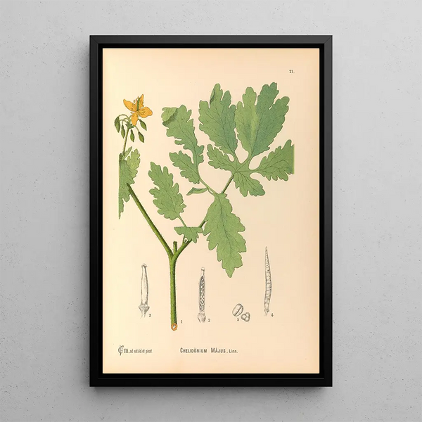 Reproduction of the painting Medicinal Plants Pl114 - Charles Frederick Millspaugh