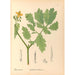 Reproduction of the painting Medicinal Plants Pl114 - Charles Frederick Millspaugh