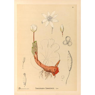Medicinal Plants Pl115 - Charles Frederick Millspaugh — artwork view