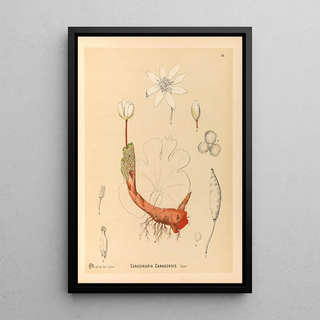 Medicinal Plants Pl115 - Charles Frederick Millspaugh — framed artwork on a wall