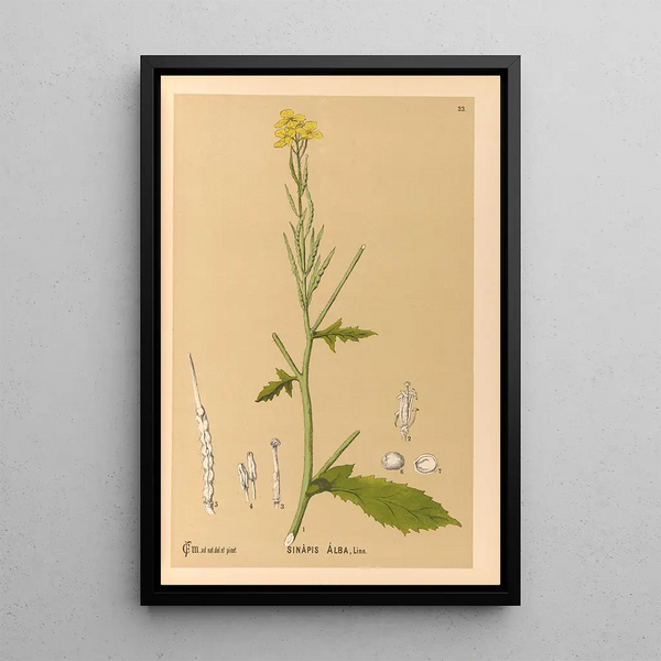 Reproduction of the painting Medicinal Plants Pl116 - Charles Frederick Millspaugh