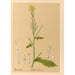 Reproduction of the painting Medicinal Plants Pl116 - Charles Frederick Millspaugh