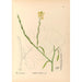 Medicinal Plants Painting Pl117 - Charles Frederick Millspaugh — artwork view