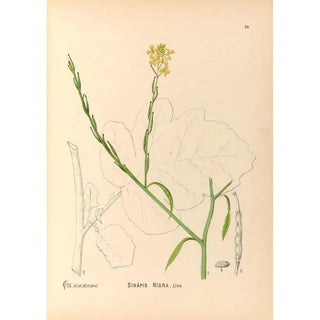 Medicinal Plants Painting Pl117 - Charles Frederick Millspaugh — artwork view