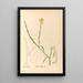 Medicinal Plants Painting Pl117 - Charles Frederick Millspaugh — framed artwork on a wall