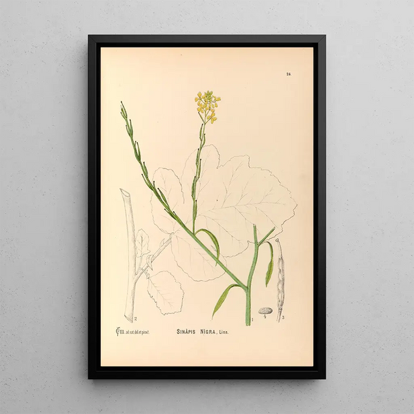 Medicinal Plants Painting Pl117 - Charles Frederick Millspaugh — framed artwork on a wall