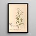 Reproduction of the painting Medicinal Plants Pl118 - Charles Frederick Millspaugh