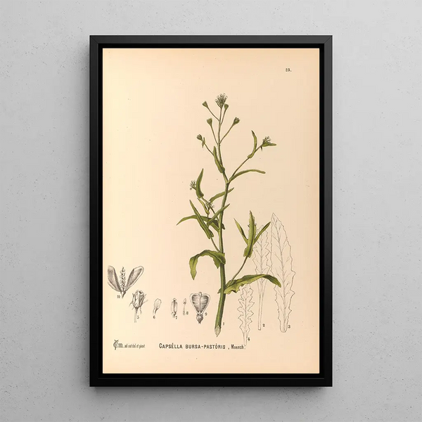 Reproduction of the painting Medicinal Plants Pl118 - Charles Frederick Millspaugh