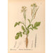 Medicinal Plants Painting Pl119 - Charles Frederick Millspaugh — artwork view