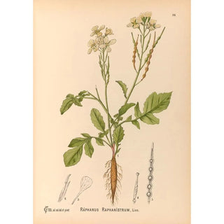 Medicinal Plants Painting Pl119 - Charles Frederick Millspaugh — artwork view