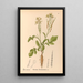 Medicinal Plants Painting Pl119 - Charles Frederick Millspaugh — framed artwork on a wall