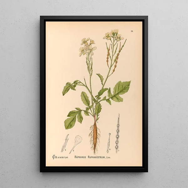 Medicinal Plants Painting Pl119 - Charles Frederick Millspaugh — framed artwork on a wall