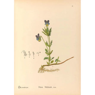 Medicinal Plants Pl120 - Charles Frederick Millspaugh — artwork view