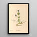 Medicinal Plants Pl120 - Charles Frederick Millspaugh — framed artwork on a wall