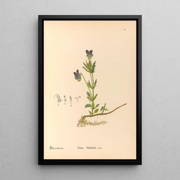 Medicinal Plants Pl120 - Charles Frederick Millspaugh — framed artwork on a wall