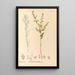 Reproduction of the painting Medicinal Plants Painting Pl121 - Charles Frederick Millspaugh
