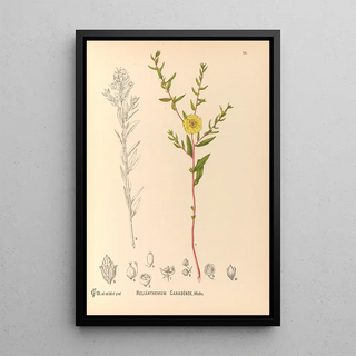 Reproduction of the painting Medicinal Plants Painting Pl121 - Charles Frederick Millspaugh
