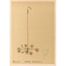 Medicinal Plants Pl122 - Charles Frederick Millspaugh — artwork view