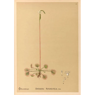 Medicinal Plants Pl122 - Charles Frederick Millspaugh — artwork view