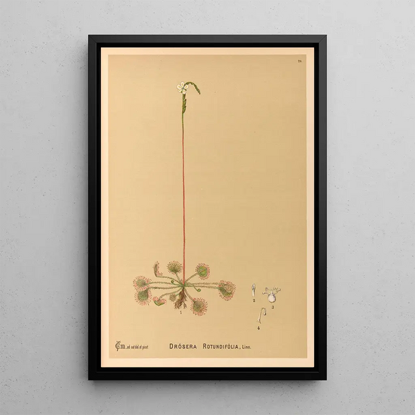 Medicinal Plants Pl122 - Charles Frederick Millspaugh — framed artwork on a wall