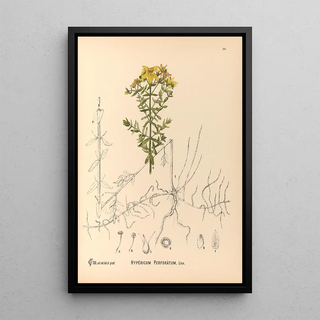Reproduction of the painting Medicinal Plants Pl123 - Charles Frederick Millspaugh