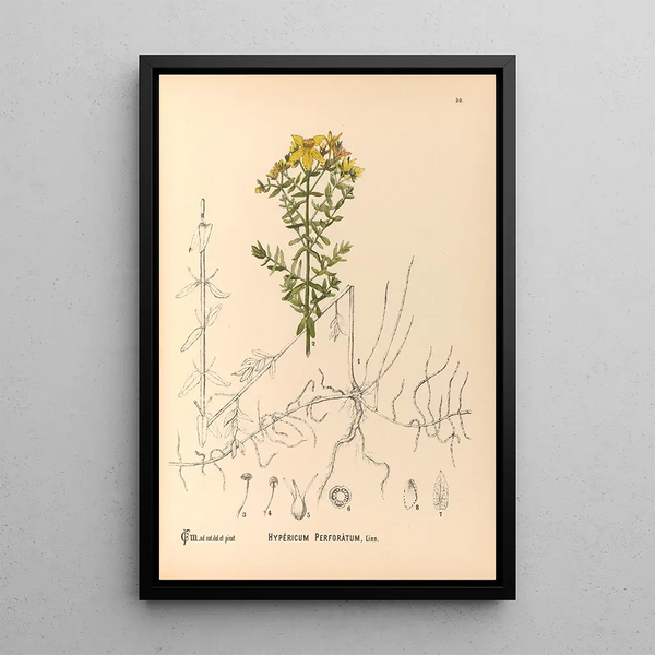 Reproduction of the painting Medicinal Plants Pl123 - Charles Frederick Millspaugh