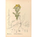 Reproduction of the painting Medicinal Plants Pl123 - Charles Frederick Millspaugh