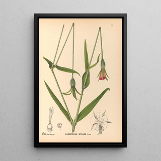 Reproduction of the painting Medicinal Plants Pl124 - Charles Frederick Millspaugh