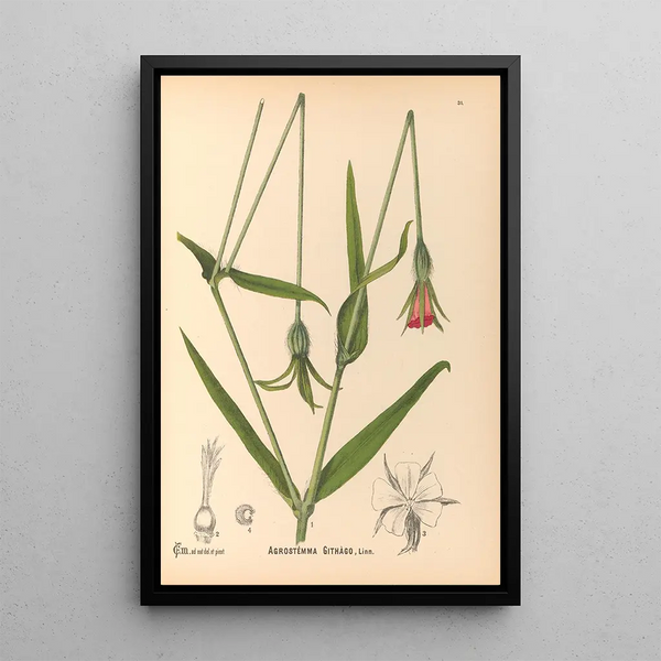 Reproduction of the painting Medicinal Plants Pl124 - Charles Frederick Millspaugh