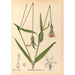 Reproduction of the painting Medicinal Plants Pl124 - Charles Frederick Millspaugh