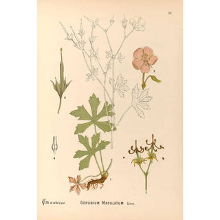 Medicinal plants Pl125 - Charles Frederick Millspaugh — artwork view