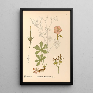 Medicinal plants Pl125 - Charles Frederick Millspaugh — framed artwork on a wall