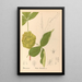 Medicinal Plants Pl127 - Charles Frederick Millspaugh — framed artwork on a wall