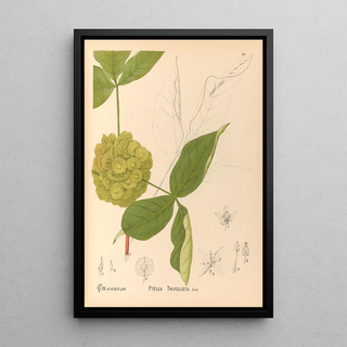 Medicinal Plants Pl127 - Charles Frederick Millspaugh — framed artwork on a wall