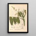 Reproduction of the painting Medicinal Plants Pl128 - Charles Frederick Millspaugh