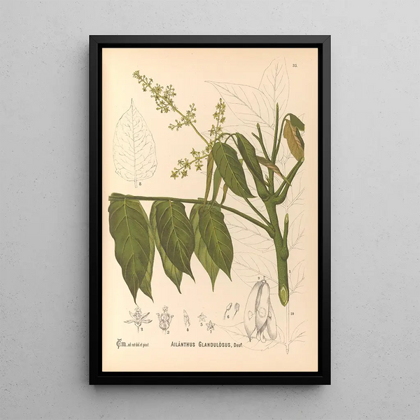 Reproduction of the painting Medicinal Plants Pl128 - Charles Frederick Millspaugh