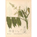 Reproduction of the painting Medicinal Plants Pl128 - Charles Frederick Millspaugh
