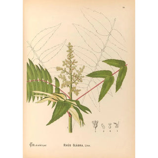 Medicinal Plants Painting Pl129 - Charles Frederick Millspaugh — artwork view