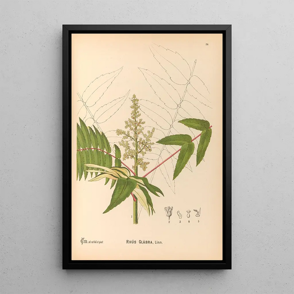 Medicinal Plants Painting Pl129 - Charles Frederick Millspaugh — framed artwork on a wall
