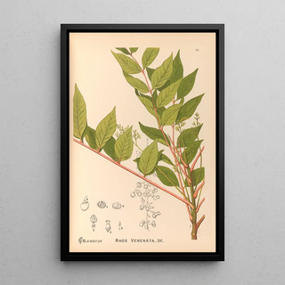 Reproduction of the painting Medicinal Plants Painting Pl130 - Charles Frederick Millspaugh