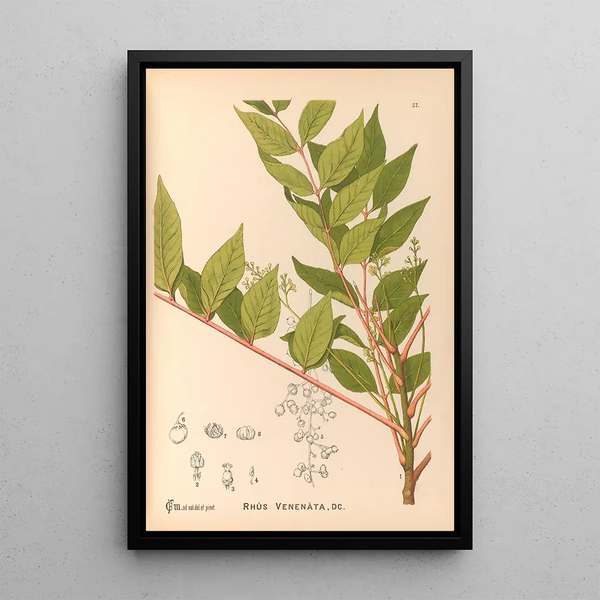 Reproduction of the painting Medicinal Plants Painting Pl130 - Charles Frederick Millspaugh