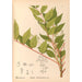 Reproduction of the painting Medicinal Plants Painting Pl130 - Charles Frederick Millspaugh