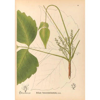 Medicinal Plants Pl131 - Charles Frederick Millspaugh — artwork view